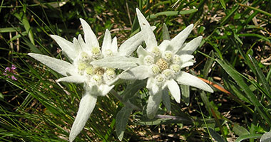 PhytoG Stem cell-Edelweiss
