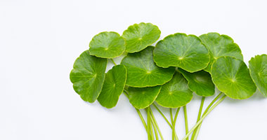 HerbEx Centella Extract™