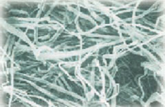Cellulose