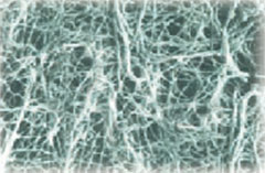 Bio Cellulose